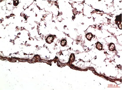 Immunohistochemical analysis of paraffin-embedded Rat Skin Tissue using PDGFR a Mouse mAb diluted at 1:200.