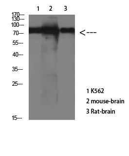Western Blot analysis of various cells using Antibody diluted at 1:1000