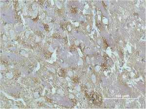 Immunohistochemical analysis of paraffin-embedded Rat Brain Tissue using GAP-43 Monoclonal Antibody.