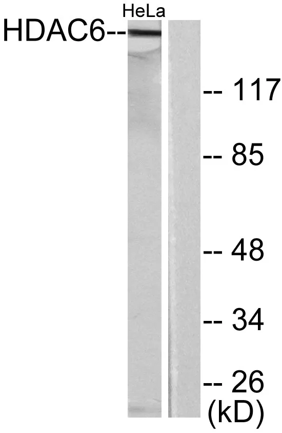 Western blot analysis of lysates from HeLa cells, using HDAC6 Antibody. The lane on the right is blocked with the synthesized peptide.