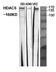 Western Blot analysis of various cells using Histone deacetylase 6 Polyclonal Antibody diluted at 1：2000