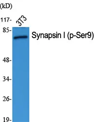 Western Blot analysis of various cells using Phospho-Synapsin I (S9) Polyclonal Antibody diluted at 1:1000