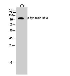 Western Blot analysis of 3T3 cells using Phospho-Synapsin I (S9) Polyclonal Antibody diluted at 1:1000