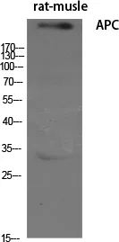 Western Blot analysis of various cells using APC Polyclonal Antibody diluted at 1：500