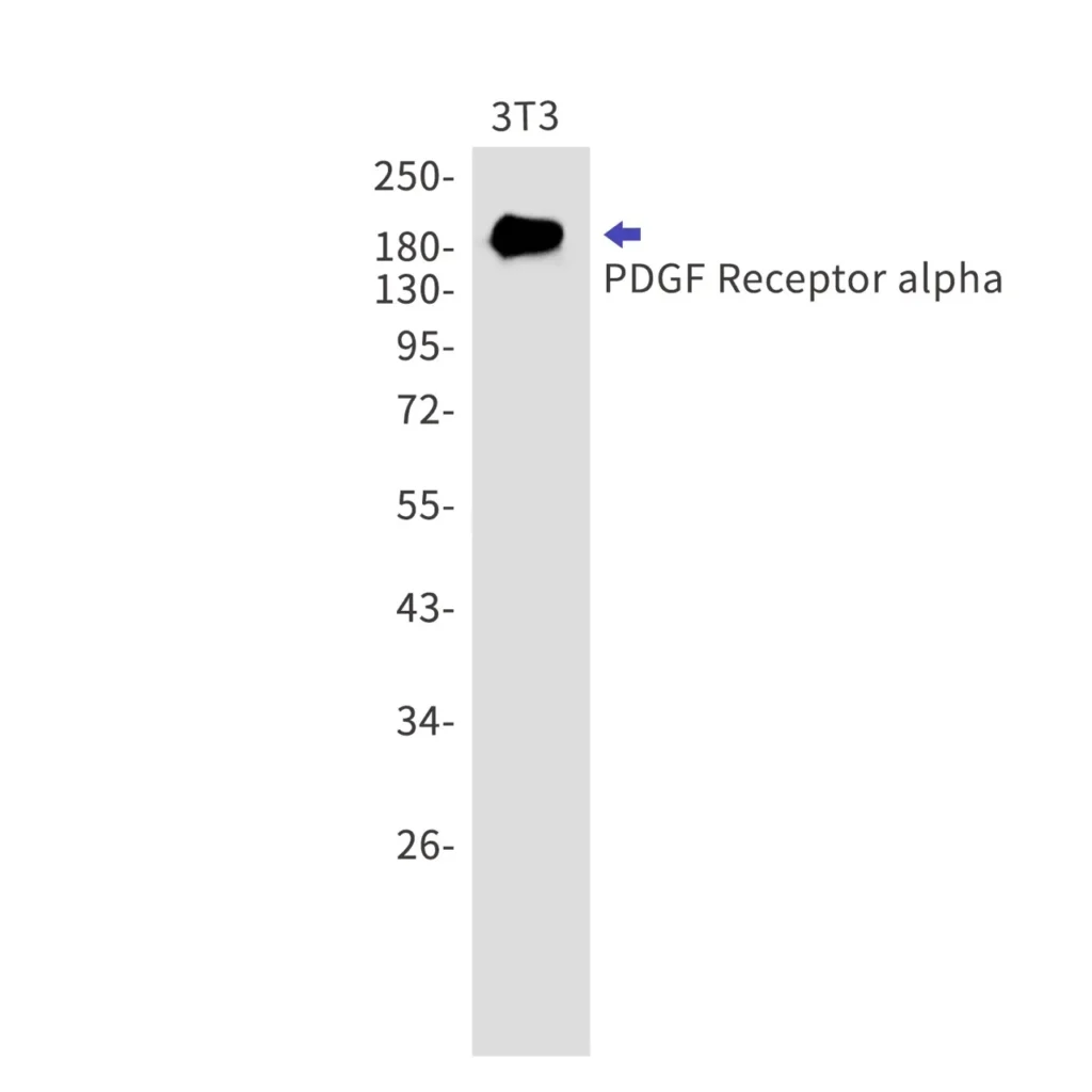 Western blot detection of PDGF Receptor alpha in 3T3 cell lysates using PDGF Receptor alpha antibody(1:1000 diluted).