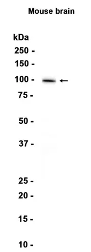 Western blot analysis of extracts from Mouse brain tissue using MAG (3J13) Rabbit Monoclonal Antibody at 1:1000.
