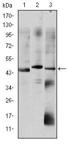 Western blot analysis using OTX2 mouse mAb against HepG2 (1), Jurkat (2), and NTERA-2 (3) cell lysate.
