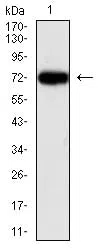 Western blot analysis using NEFL mouse mAb against HEK293 (1) cell lysate.