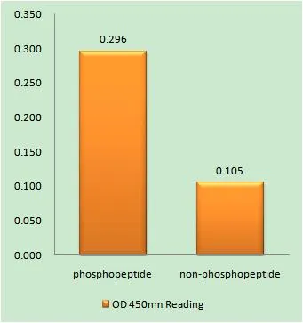 Enzyme-Linked Immunosorbent Assay (Phospho-ELISA) for Immunogen Phosphopeptide (Phospho-left) and Non-Phosphopeptide (Phospho-right), using Doublecortin (Phospho-Ser376) Antibody