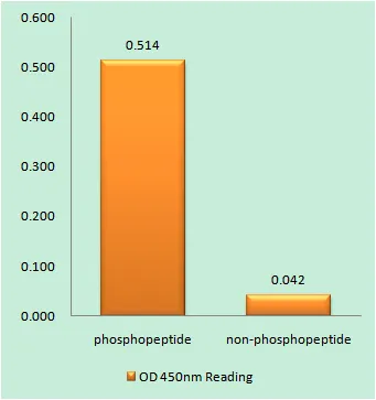 Enzyme-Linked Immunosorbent Assay (Phospho-ELISA) for Immunogen Phosphopeptide (Phospho-left) and Non-Phosphopeptide (Phospho-right), using GFAP (Phospho-Ser38) Antibody