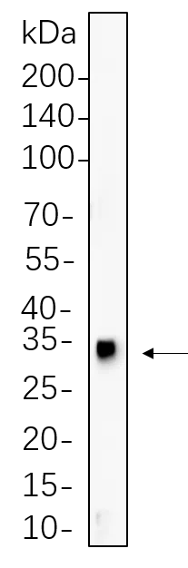 C6 cell lysates were separated by 4-20% SDS-PAGE, and the membrane was blotted with HES1 Rabbit Monoclonal Antibody 1:1000. The HRP-conjugated Goat anti-Rabbit IgG(H + L) antibody was used to detect the antibody.
