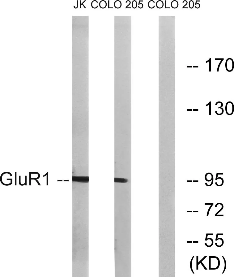 Western blot analysis of lysates from COLO and Jurkat cells, using GluR1 Antibody. The lane on the right is blocked with the synthesized peptide.
