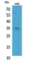 Western Blot analysis of K562 cells using Syntaxin 1 Polyclonal Antibody.. Secondary antibody was diluted at 1:20000
