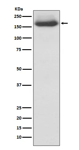 Western blot analysis of NEFM expression in 293T cell lysate.