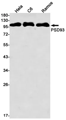 Western blot analysis of PSD93 in Hela, C6, Ramos lysates using PSD93 antibody.
