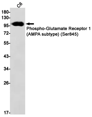 Western blot analysis of Phospho-Glutamate Receptor 1 (AMPA subtype) (Ser845) in C6 lysates using Phospho-Glutamate Receptor 1 (AMPA subtype) (Ser845) antibody.