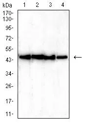 Western blot analysis using TDP43 mouse mAb against Hela (1), HEK293 (2), MCF-7 (3), and A549 (4) cell lysate.
