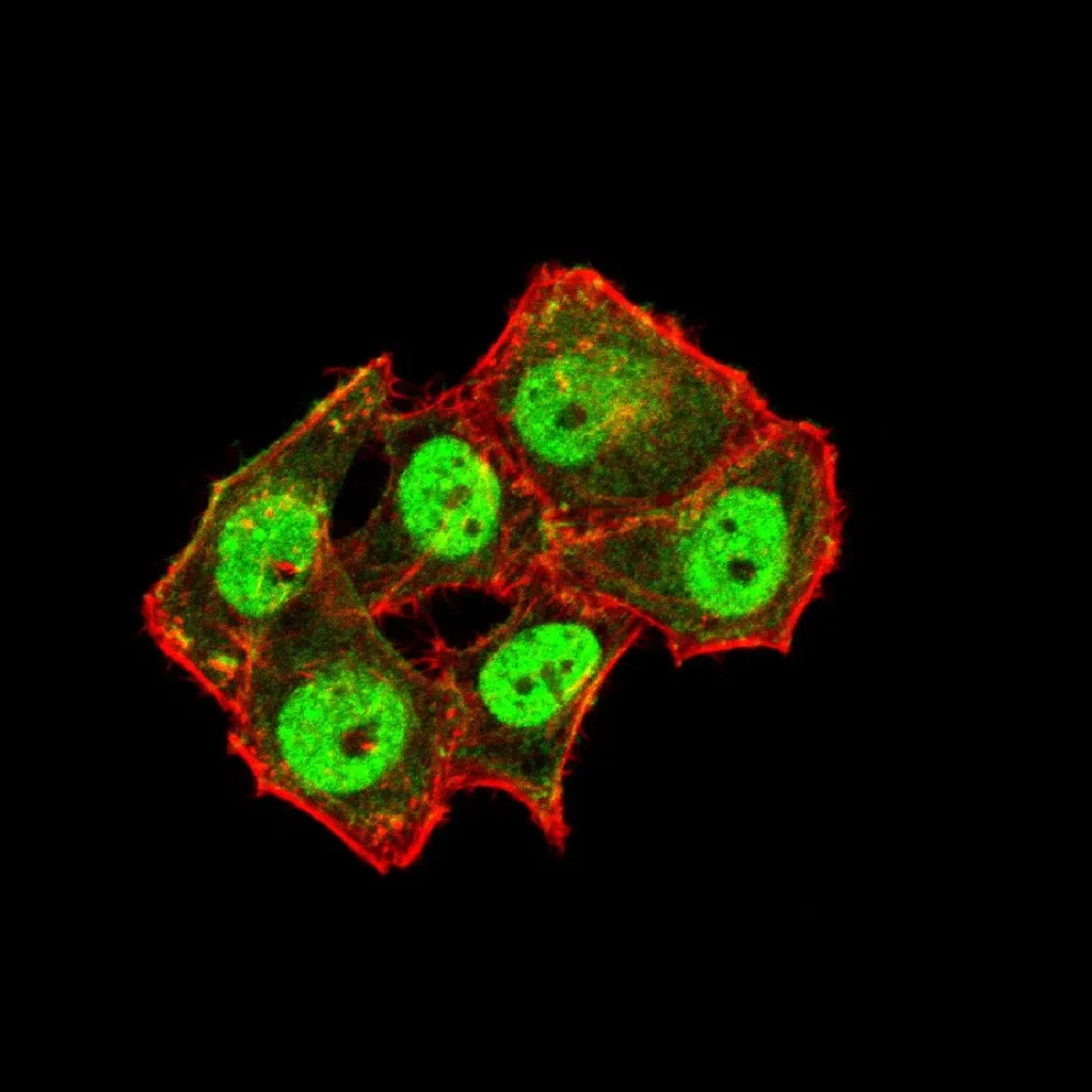Immunofluorescence analysis of Hela cells using TDP43 mouse mAb (green). Blue: DRAQ5 fluorescent DNA dye. Red: Actin filaments have been labeled with Alexa Fluor- 555 phalloidin.