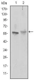 Western blot analysis using ABCG2 mouse mAb against NIH/3T3 (1) and Cos7 (2) cell lysate.