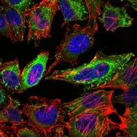 Immunofluorescence analysis of Hela cells using ABCG2 mouse mAb (green). Blue: DRAQ5 fluorescent DNA dye. Red: Actin filaments have been labeled with Alexa Fluor-555 phalloidin.