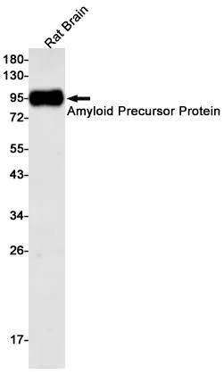 Western blot analysis of Amyloid Precursor Protein in rat Brain lysates using Amyloid Precursor Protein antibody.