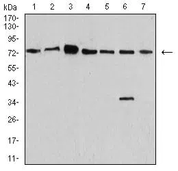 Western blot analysis using SYN1 mouse mAb against SK-N-SH (1), NIH/3T3 (2), U251 (3), C6 (4), A549 (5), MCF-7 (6), and COS7 (7) cell lysate.