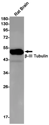 Western blot analysis of beta III Tubulin in rat Brain lysates using beta III Tubulin antibody.