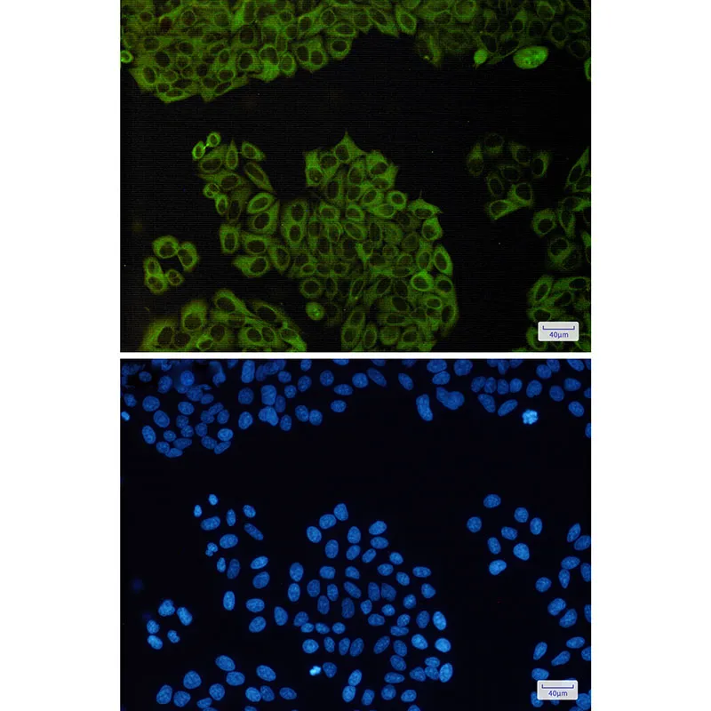 Immunocytochemistry analysis of beta III Tubulin(green) in Hela using beta III Tubulin antibody,and DAPI(blue)