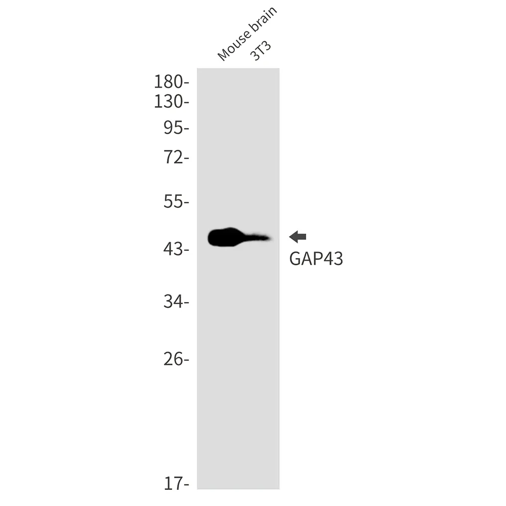 Western blot analysis of GAP43 in mouse brain, 3T3 lysates using GAP43 antibody.