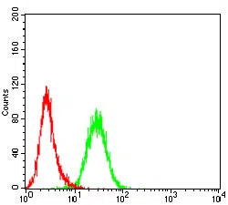 Flow cytometric analysis of Hela cells using VAMP2 mouse mAb (green) and negative control (red).
