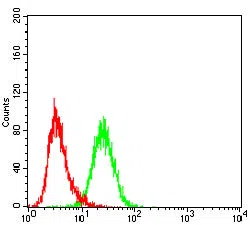 Flow cytometric analysis of COS-7 cells using VAMP2 mouse mAb (green) and negative control (red).