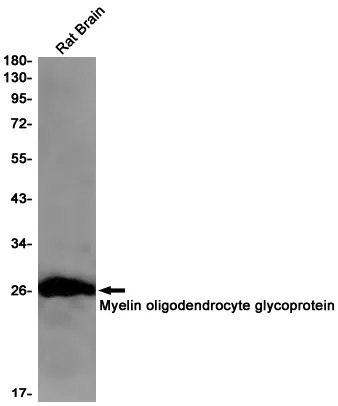 Western blot analysis of Myelin oligodendrocyte glycoprotein in rat Brain lysates using Myelin oligodendrocyte glycoprotein antibody.