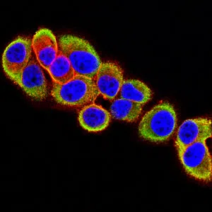 Immunofluorescence analysis of Hela cells using UCHL1 mouse mAb (green). Blue: DRAQ5 fluorescent DNA dye. Red: Actin filaments have been labeled with Alexa Fluor- 555 phalloidin.