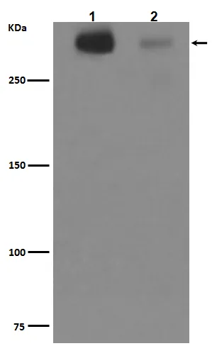Western blot analysis of Cytotactin C expression in (1)Human fetal brain lysate; (2)Human fetal kidney lysate.