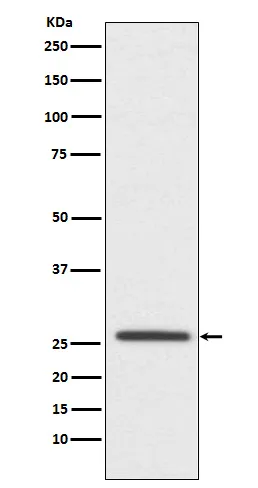 Western blot analysis of Oligodendrocyte Specific Protein expression in SH-SY5Y cell lysate.