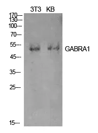 Western Blot analysis of NIH-3T3, KB cells using GABAA Rα1 Polyclonal Antibody. Secondary antibody was diluted at 1:20000