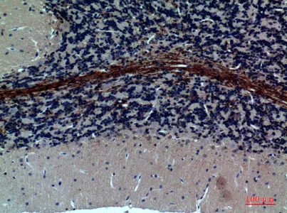 Immunohistochemical analysis of paraffin-embedded rat-brain, antibody was diluted at 1:100