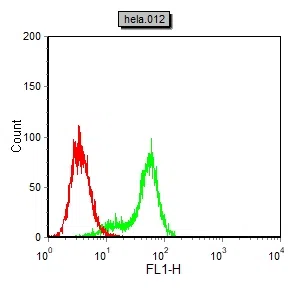 Flow cytometric analysis of hela cells using SYT1 mouse mAb (green) and negative control (red).