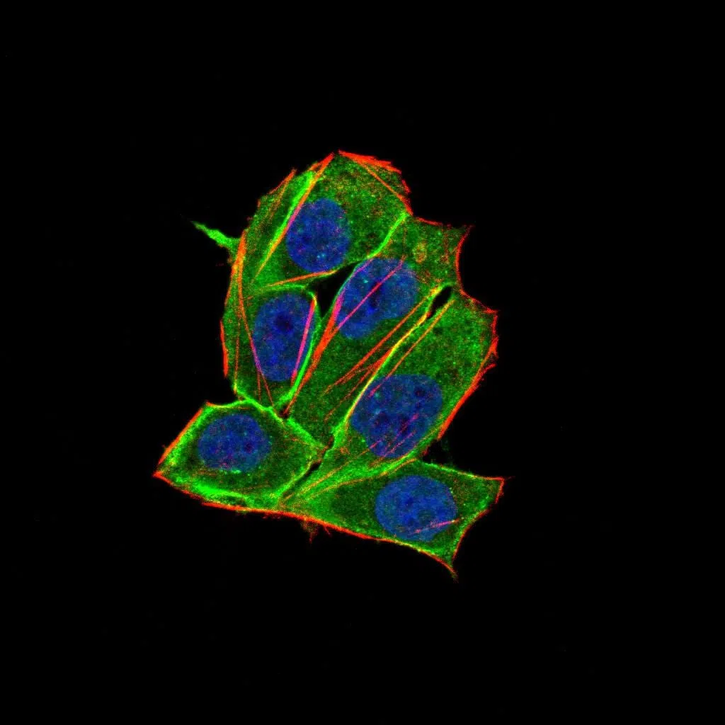 Immunofluorescence analysis of Hela cells using PDGFRA mouse mAb (green). Blue: DRAQ5 fluorescent DNA dye. Red: Actin filaments have been labeled with Alexa Fluor- 555 phalloidin.
