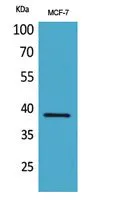 Western Blot analysis of MCF-7 cells using Cerberus Polyclonal Antibody. Antibody was diluted at 1:500. Secondary antibody was diluted at 1:20000