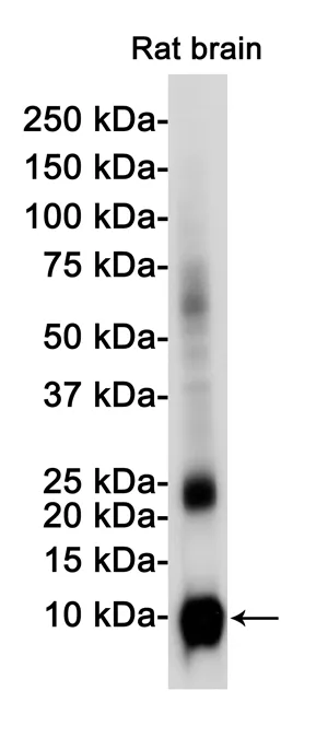Western blot analysis of S100 beta in rat Brain lysates using S100B antibody.