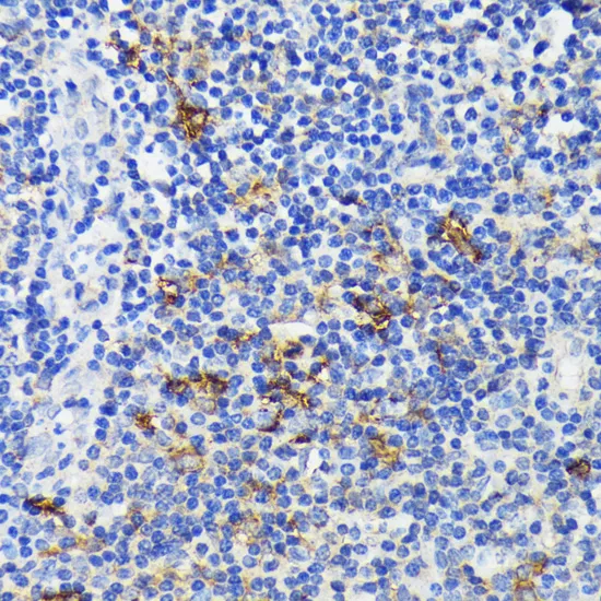 Immunohistochemistry analysis of paraffin-embedded Human tonsil using TREM2 antibody. High-pressure and temperature Sodium Citrate pH 6.0 was used for antigen retrieval.