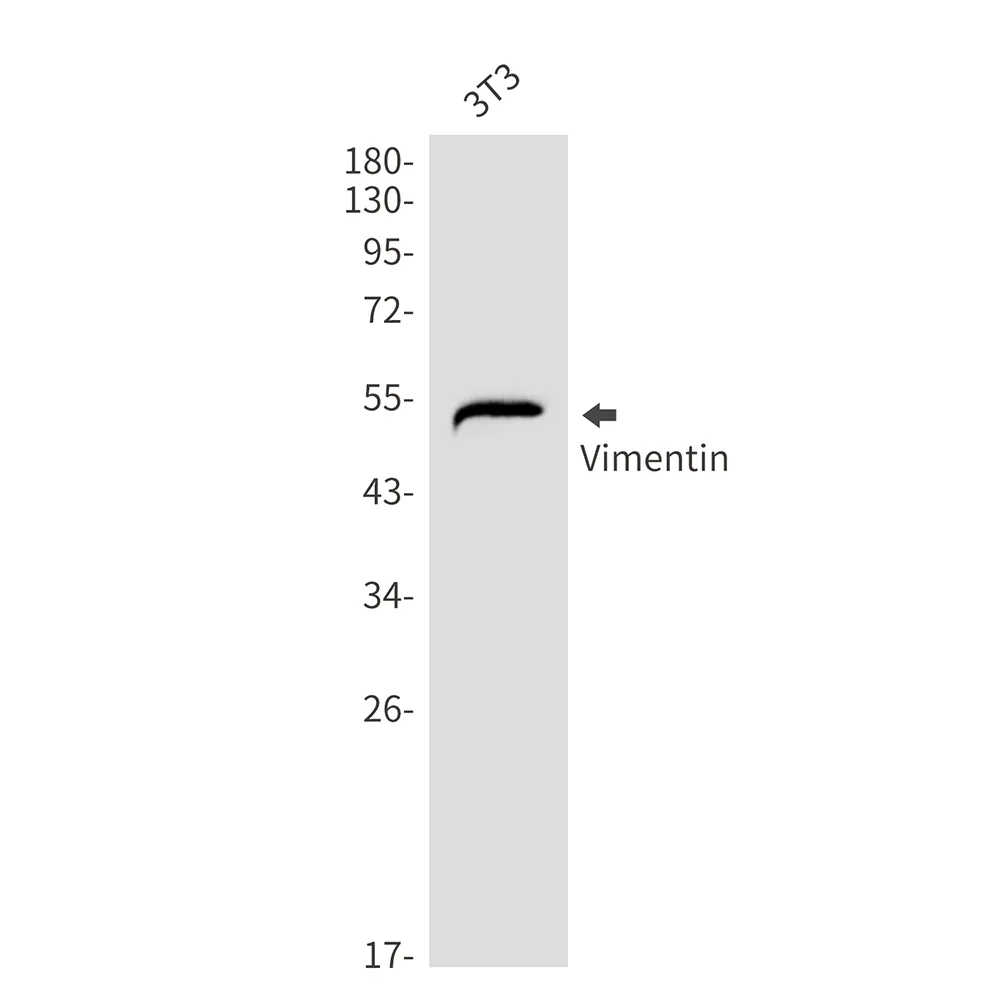 Western blot analysis of Vimentin in 3T3 lysates using Vimentin antibody.