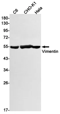 Western blot analysis of Vimentin in C6, CHO-K1, Hela lysates using Vimentin antibody.