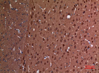 Immunohistochemical analysis of paraffin-embedded rat-brain, antibody was diluted at 1:100