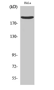Western Blot analysis of various cells using Nogo A Polyclonal Antibody