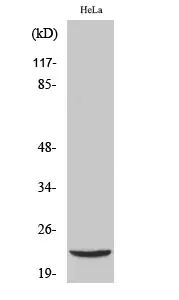 Western Blot analysis of various cells using DJ-1 Polyclonal Antibody
