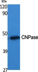 Western Blot analysis of various cells using CNPase Polyclonal Antibody diluted at 1：500