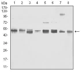 Western blot analysis using VIM mouse mAb against Jurkat (1), K562 (2), SK-N-SH (3), SH-SY5Y (4), Hela (5), NIH/3T3 (6), C6 (7), and RAW264.7 (8) cell lysate.
