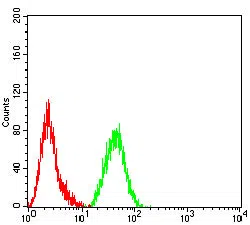 Flow cytometric analysis of Hela cells using VIM mouse mAb (green) and negative control (red).
